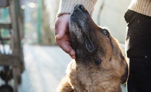 German Shepard and owner